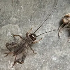 Eastern Striped Cricket thumbnail 3