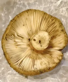 Russula ventricosipes thumbnail 2