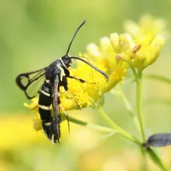 Synanthedon sigmoidea thumbnail 4