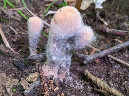 Cladobotryum purpureum