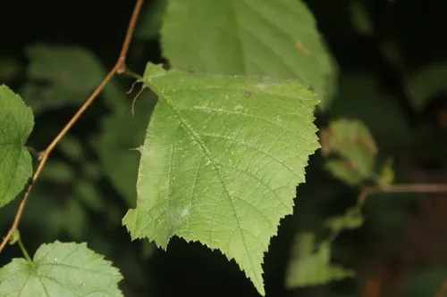 Erysiphe cornutae