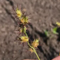 mat sandbur thumbnail 2