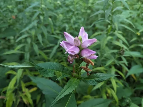 rose turtlehead