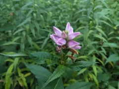 rose turtlehead thumbnail 1