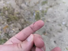 Purple Sandgrass thumbnail 1