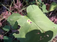 Asteromyia clarkei thumbnail 1