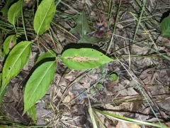 Phytomyza tarnwoodensis thumbnail 2
