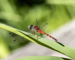 Blue-faced Meadowhawk thumbnail 3