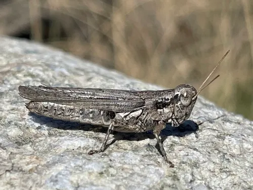 Gray Sagebrush Grasshopper