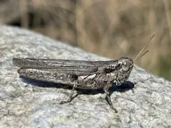 Gray Sagebrush Grasshopper thumbnail 1