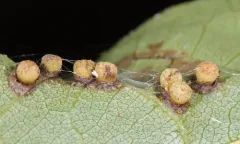 Caryomyia striolacrustum thumbnail 2