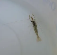 Oriental Shrimp thumbnail 2