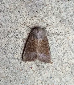 Sunflower Borer Moth thumbnail 4