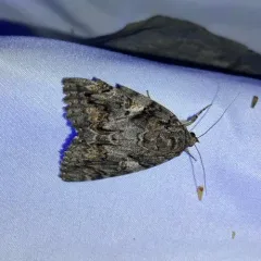 Aholibah Underwing Moth thumbnail 3