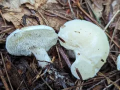 white hedgehog thumbnail 4