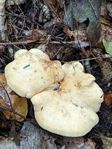 Hydnum subolympicum