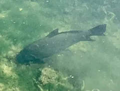 Smallmouth Buffalo thumbnail 3