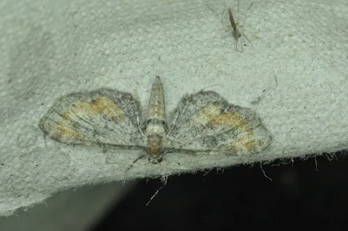 Eupithecia coloradensis