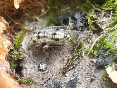 Psocus leidyi thumbnail 2