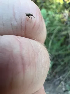Scotch broom seed weevil thumbnail 2