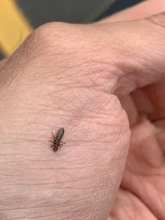 Large duck louse thumbnail 2