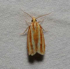 Three-streaked Sparganothis Moth thumbnail 4