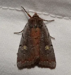 Dull Reddish Dart thumbnail 4
