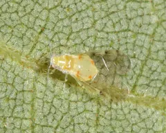 Monellia microsetosa thumbnail 2