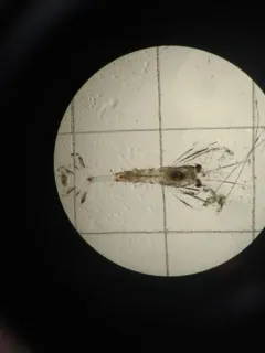 Sevenline Shrimp thumbnail 1