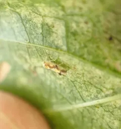 Virginia Creeper Leafhopper thumbnail 4