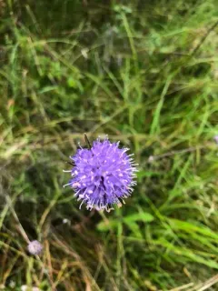 Devil's-bit Scabious thumbnail 4