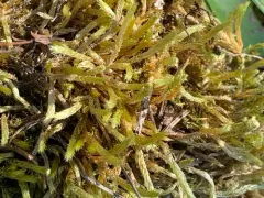 thick ragged moss thumbnail 3