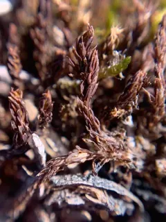 cain's screw-moss thumbnail 3