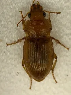 Harpalus indianus thumbnail 4