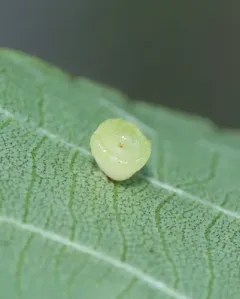 Hickory Puff Tart Gall Midge thumbnail 3