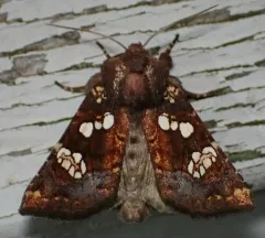 Turtlehead Borer Moth thumbnail 4