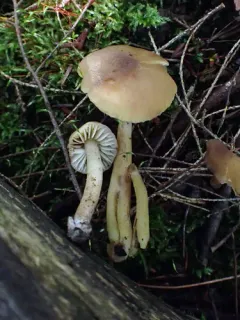 Hygrocybe tahquamenonensis thumbnail 1