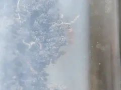 Pergande’s Mustache Ant thumbnail 3