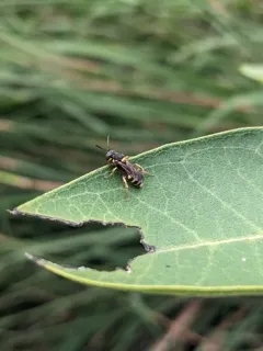 Placid Nomad Bee thumbnail 3