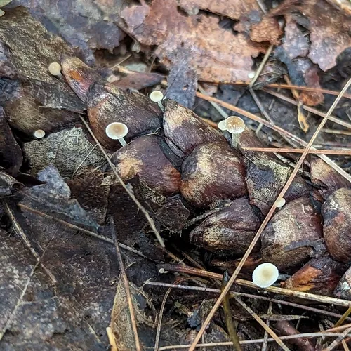 Conifercone Cap