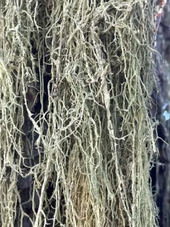 Mountain Oakmoss Lichen thumbnail 3