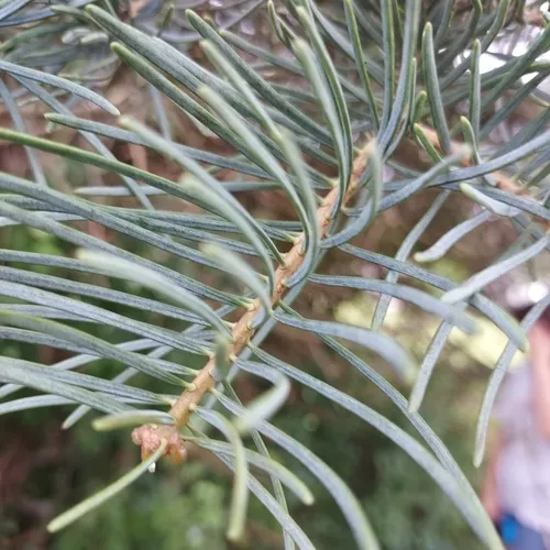 white fir