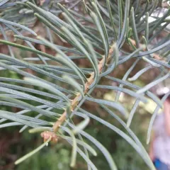 white fir thumbnail 1