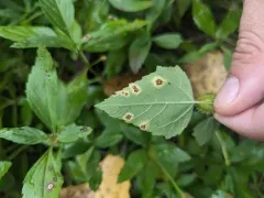 Puccinia xanthii thumbnail 2