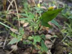 Asphondylia ovata thumbnail 2