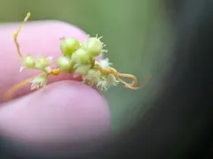 Smartweed Dodder thumbnail 1
