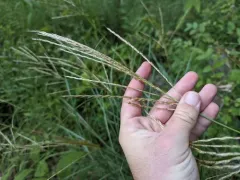 Chinese silver grass thumbnail 1