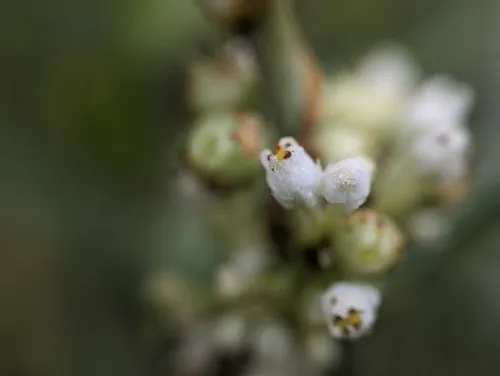 Hazel Dodder