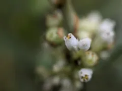 Hazel Dodder thumbnail 1