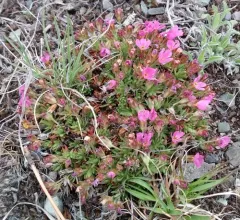 Mountain Douglasia thumbnail 1